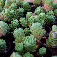 5'' Sedeveria Green Rose, Rare Live Succulent Plants