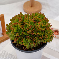 6'' Echeveria Candy Crested, Rare Live Succulent Plants