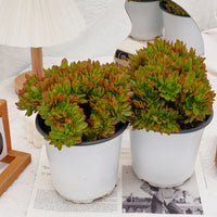 6'' Echeveria Candy Crested, Rare Live Succulent Plants