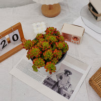6'' Kalanchoe Gracilis, Rare Live Succulent Plants