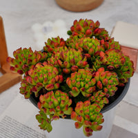 6'' Kalanchoe Gracilis, Rare Live Succulent Plants