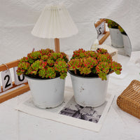 6'' Kalanchoe Gracilis, Rare Live Succulent Plants