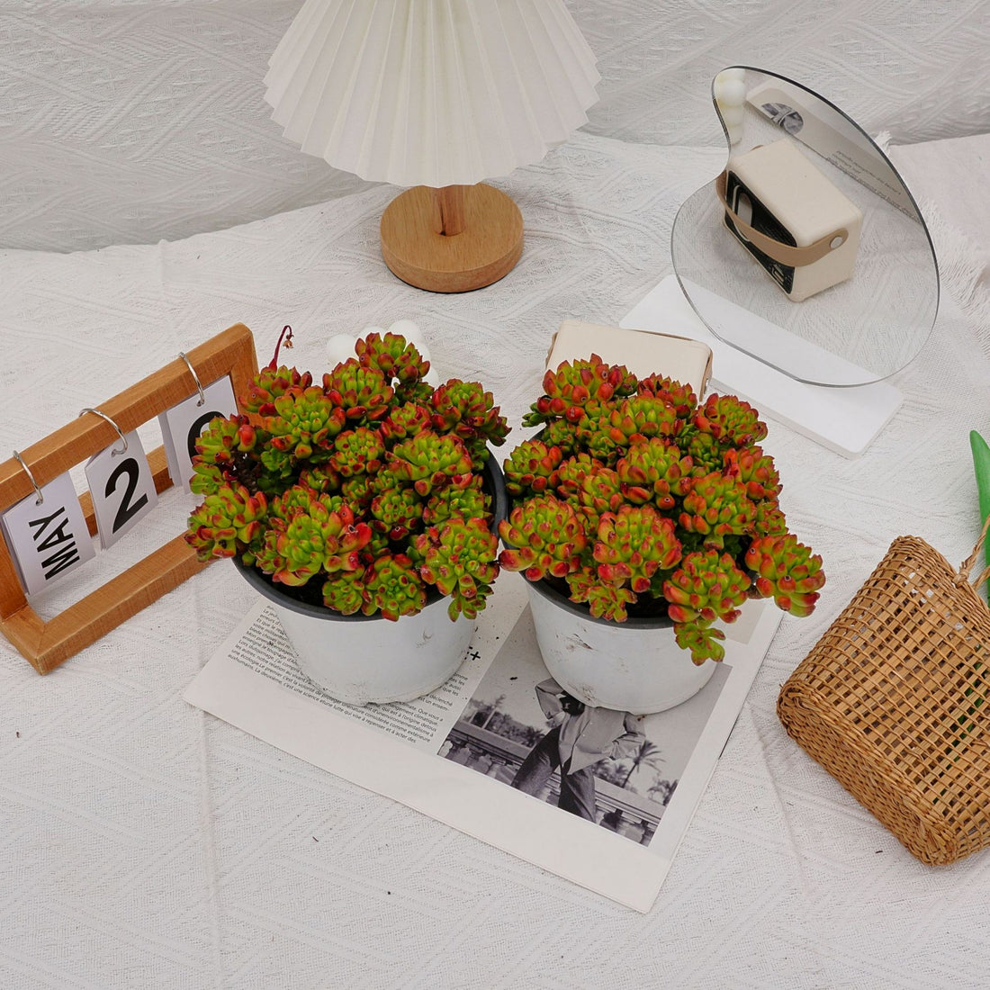 6'' Kalanchoe Gracilis, Rare Live Succulent Plants