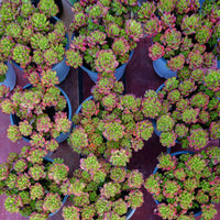 6'' Kalanchoe Gracilis, Rare Live Succulent Plants
