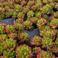 6'' Kalanchoe Gracilis, Rare Live Succulent Plants