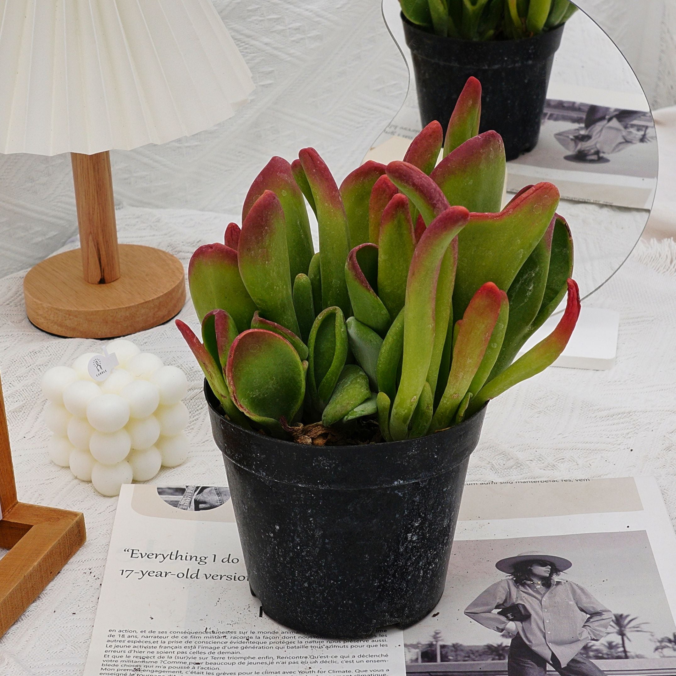 jade plant in hindi name 5'' Kalanchoe Firefox, Rare Live Succulent Plants – cocosucculent