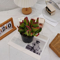 5'' Kalanchoe Firefox, Rare Live Succulent Plants