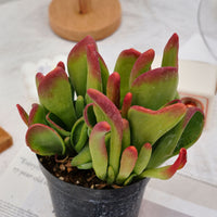 5'' Kalanchoe Firefox, Rare Live Succulent Plants
