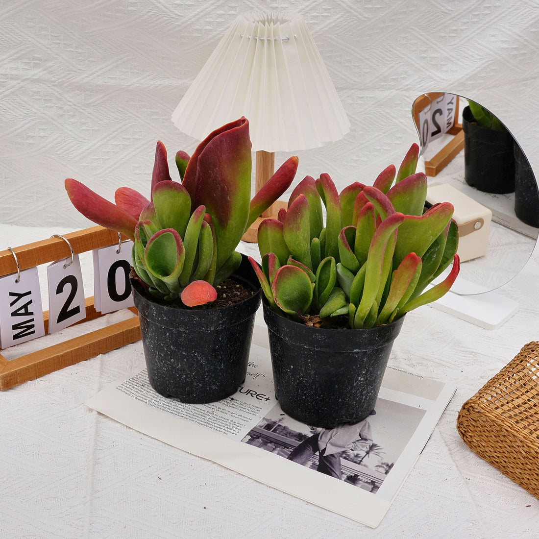 5'' Kalanchoe Firefox, Rare Live Succulent Plants