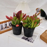 5'' Kalanchoe Firefox, Rare Live Succulent Plants