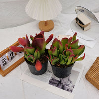 5'' Kalanchoe Firefox, Rare Live Succulent Plants