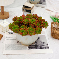 10'' Sedeveria Letizia, Rare Live Succulent Plants