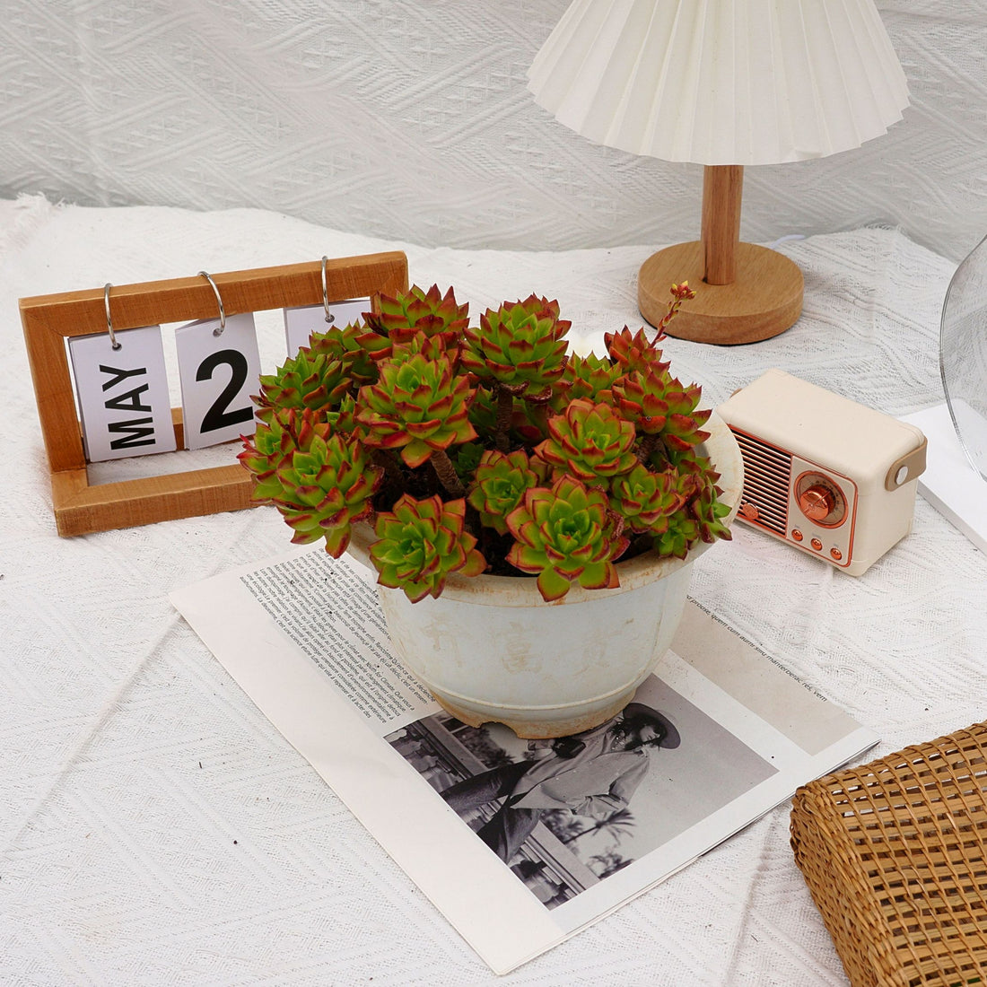 10'' Sedeveria Letizia, Rare Live Succulent Plants
