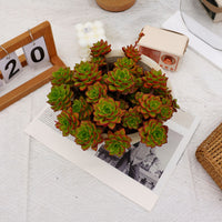 10'' Sedeveria Letizia, Rare Live Succulent Plants