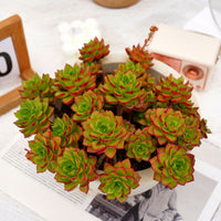 10'' Sedeveria Letizia, Rare Live Succulent Plants