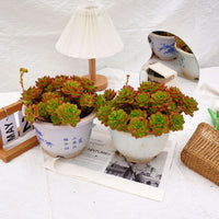 10'' Sedeveria Letizia, Rare Live Succulent Plants