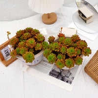10'' Sedeveria Letizia, Rare Live Succulent Plants