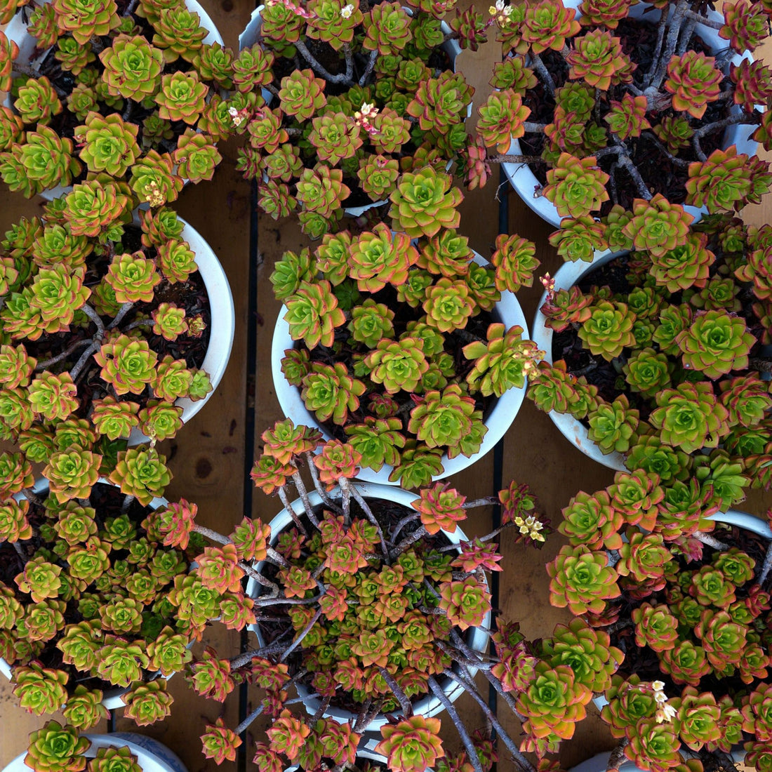 10'' Sedeveria Letizia, Rare Live Succulent Plants