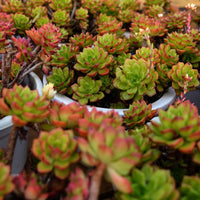 10'' Sedeveria Letizia, Rare Live Succulent Plants