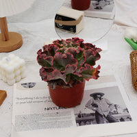 5'' Echeveria Takasago No Okina, Rare Live Succulent Plants