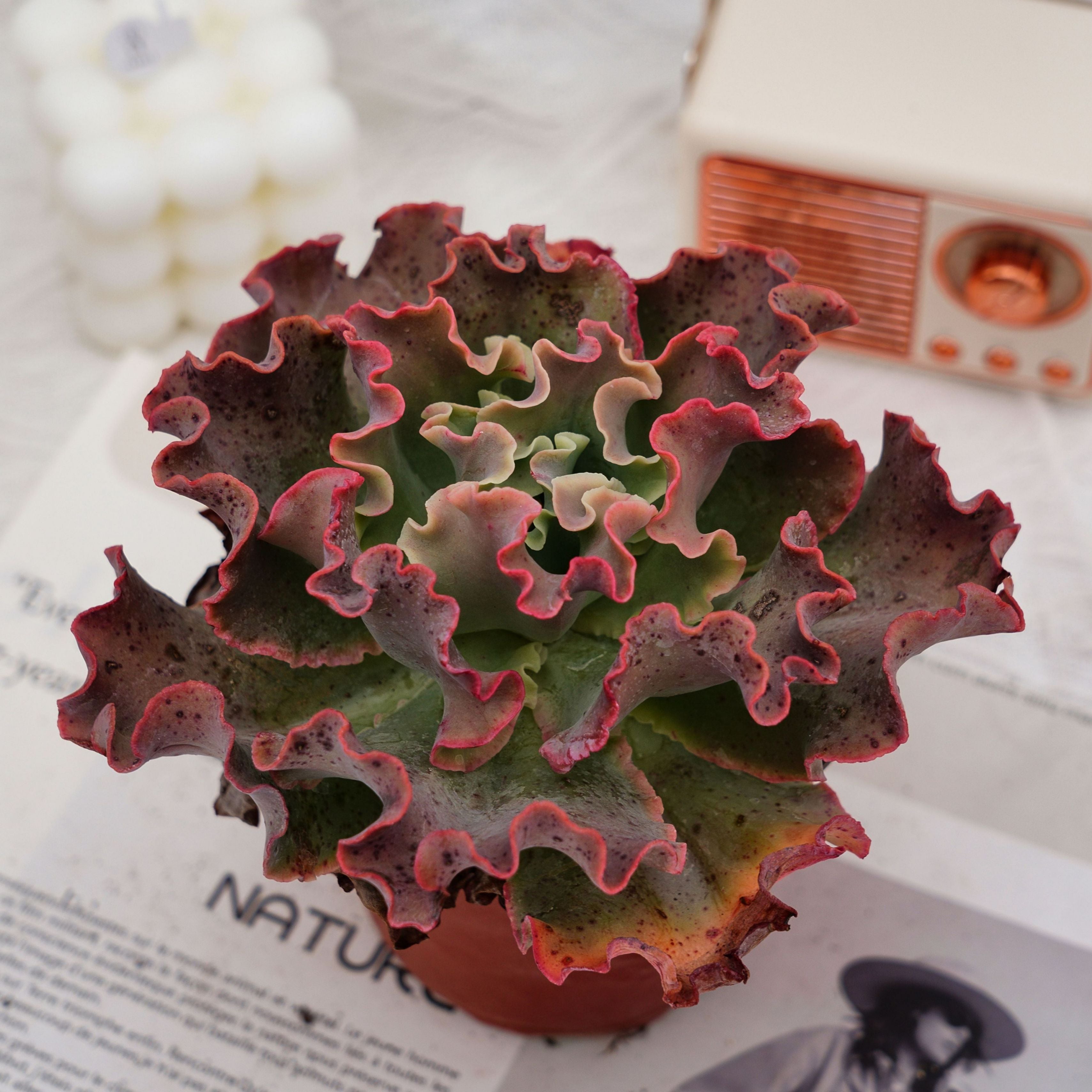 takasago no okina succulent 5'' Echeveria Takasago No Okina, Rare Live Succulent Plants – cocosucculent