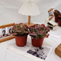 5'' Echeveria Takasago No Okina, Rare Live Succulent Plants