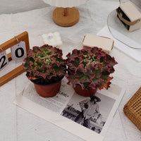 5'' Echeveria Takasago No Okina, Rare Live Succulent Plants