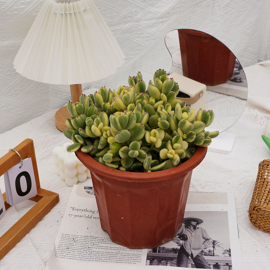 8'' Cotyledon Tomentosa White Bears, Rare Live Succulent Plants
