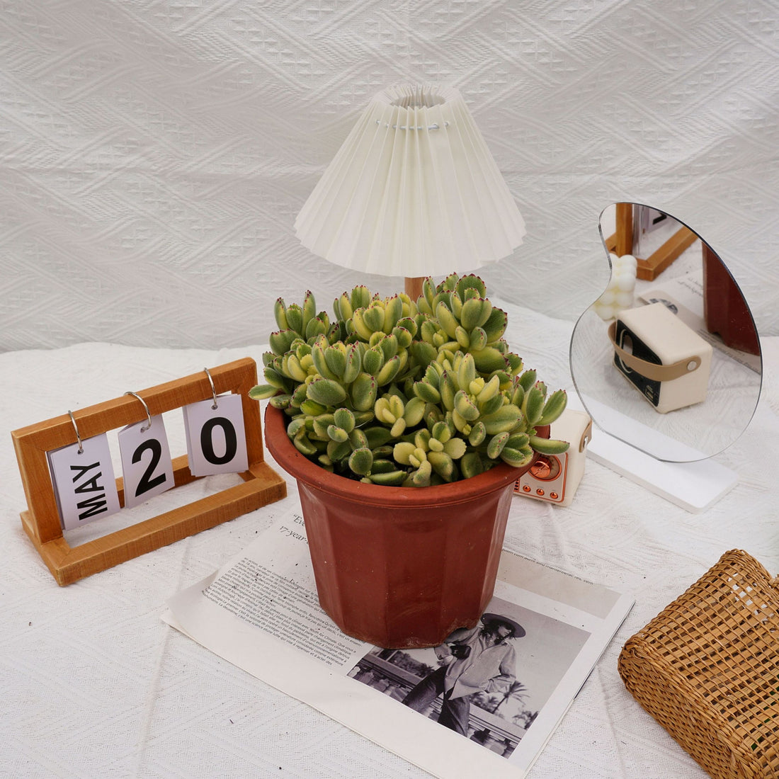 8'' Cotyledon Tomentosa White Bears, Rare Live Succulent Plants