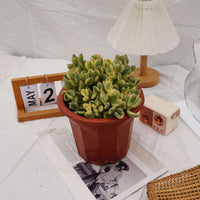 8'' Cotyledon Tomentosa White Bears, Rare Live Succulent Plants