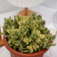 8'' Cotyledon Tomentosa White Bears, Rare Live Succulent Plants