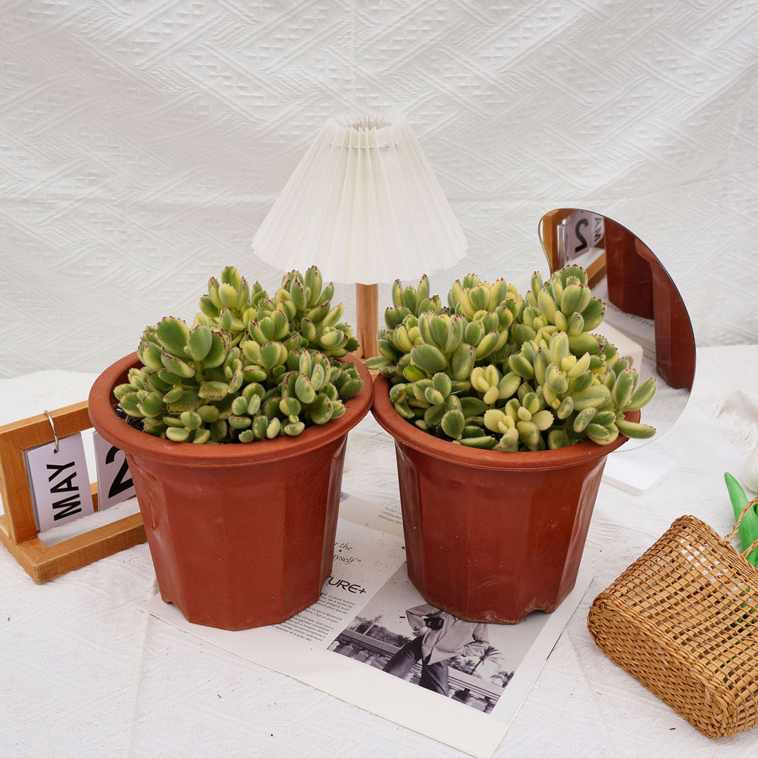 8'' Cotyledon Tomentosa White Bears, Rare Live Succulent Plants