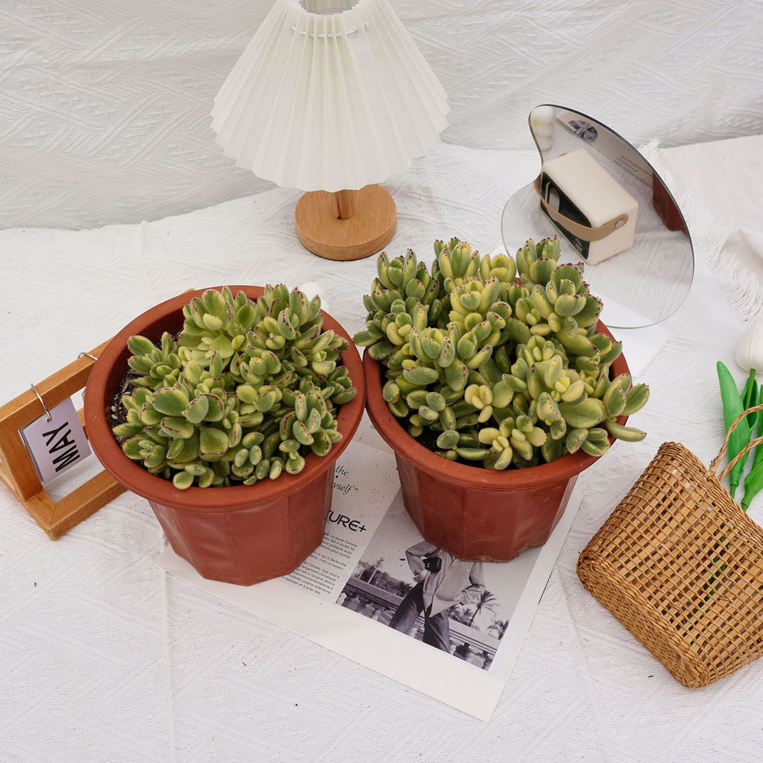 8'' Cotyledon Tomentosa White Bears, Rare Live Succulent Plants