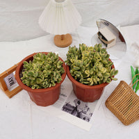 8'' Cotyledon Tomentosa White Bears, Rare Live Succulent Plants