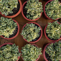 8'' Cotyledon Tomentosa White Bears, Rare Live Succulent Plants