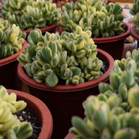 8'' Cotyledon Tomentosa White Bears, Rare Live Succulent Plants