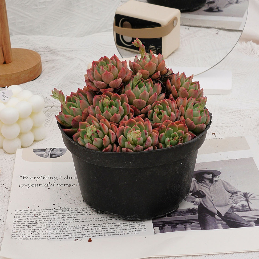 6'' Echeveria Mini Hook, Rare Live Succulent Plants