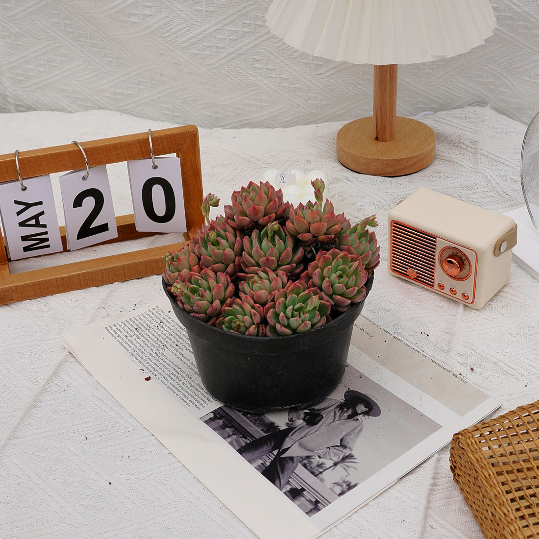 6'' Echeveria Mini Hook, Rare Live Succulent Plants