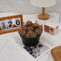 6'' Echeveria Mini Hook, Rare Live Succulent Plants