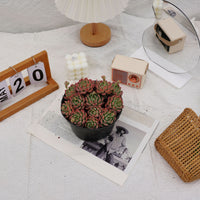 6'' Echeveria Mini Hook, Rare Live Succulent Plants