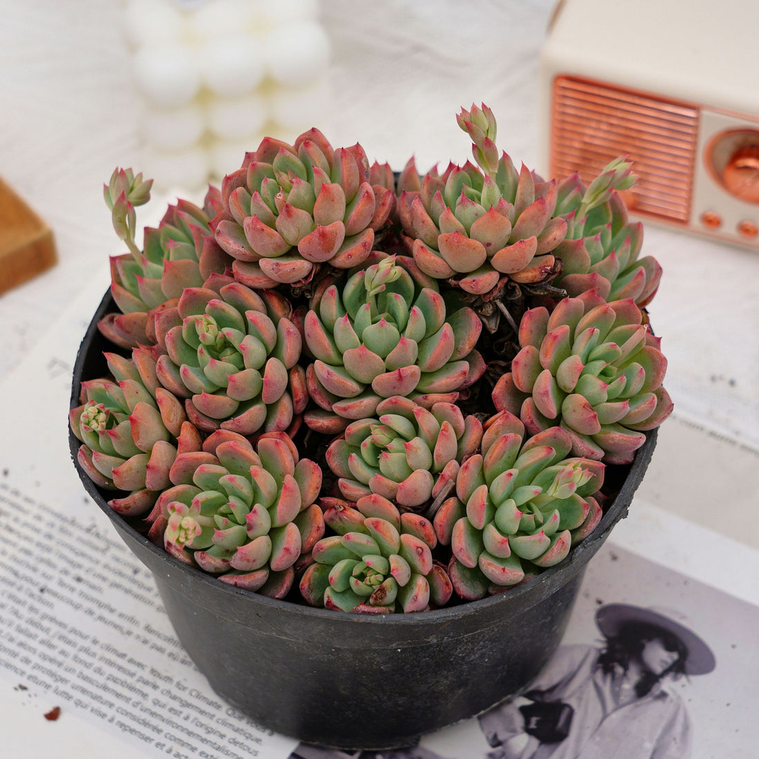 6'' Echeveria Mini Hook, Rare Live Succulent Plants