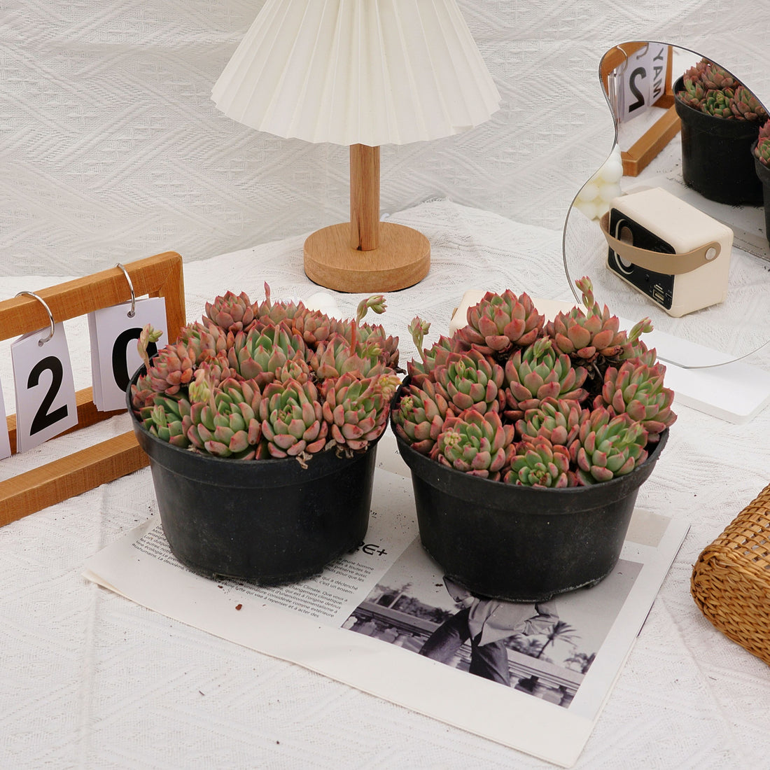 6'' Echeveria Mini Hook, Rare Live Succulent Plants