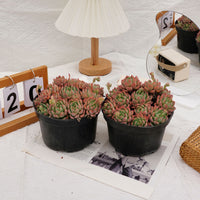 6'' Echeveria Mini Hook, Rare Live Succulent Plants