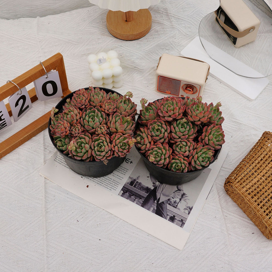 6'' Echeveria Mini Hook, Rare Live Succulent Plants