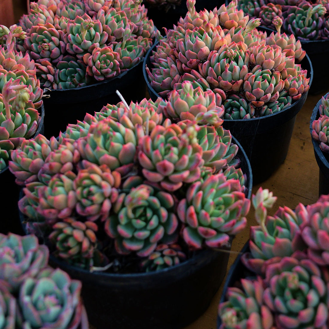 6'' Echeveria Mini Hook, Rare Live Succulent Plants