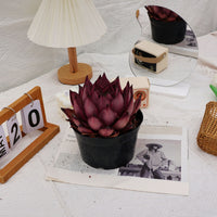 6'' Echeveria Agavoides Romeo, Rare Live Succulent Plants