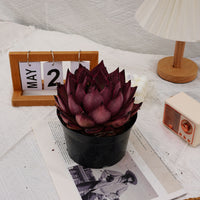 6'' Echeveria Agavoides Romeo, Rare Live Succulent Plants