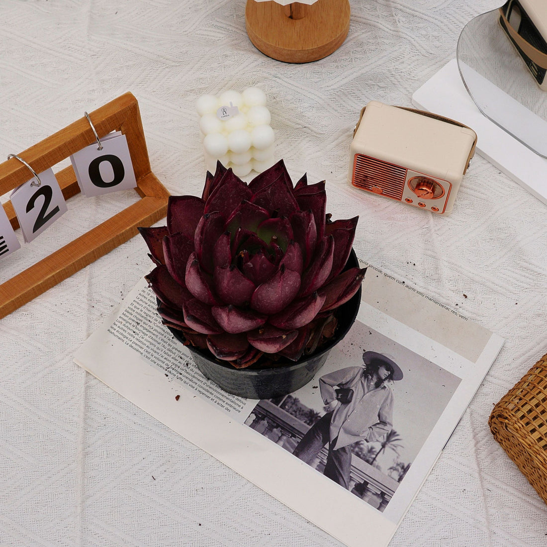 6'' Echeveria Agavoides Romeo, Rare Live Succulent Plants