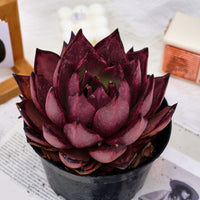 6'' Echeveria Agavoides Romeo, Rare Live Succulent Plants