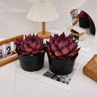 6'' Echeveria Agavoides Romeo, Rare Live Succulent Plants